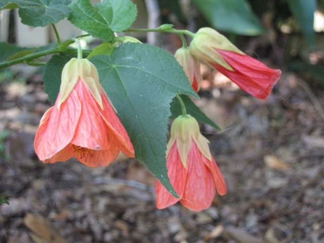 Abutilon, orange (Flowering maple)