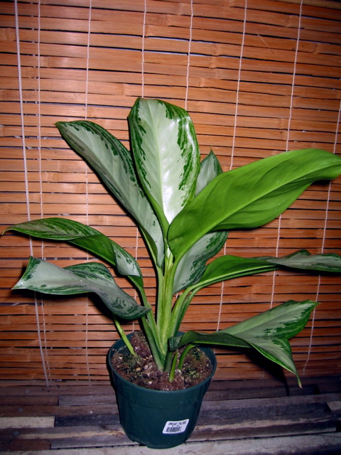 Aglaonema (Chinese evergreen)