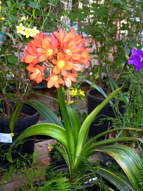 Clivia minata