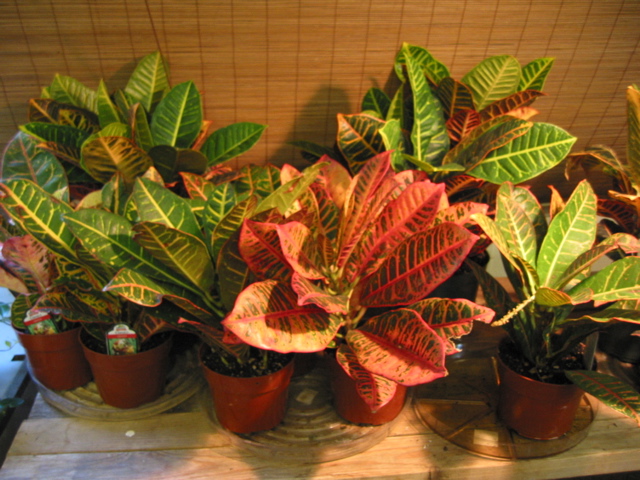 Codiaeum variegatum (Croton)