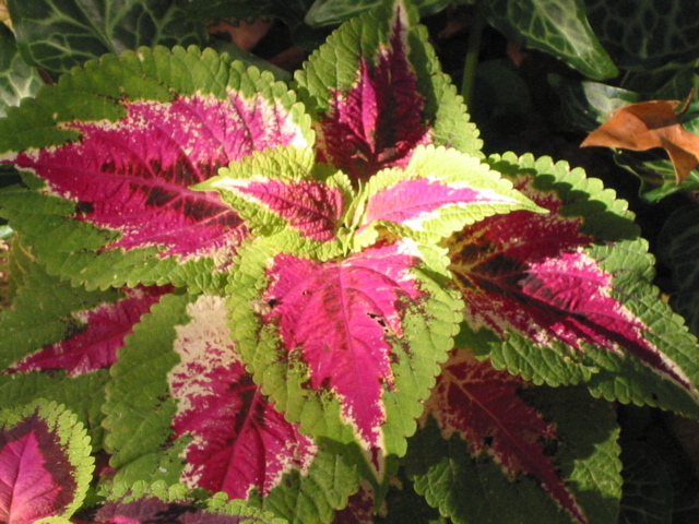 Coleus