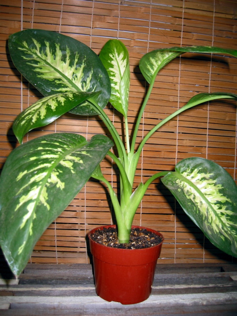 Dieffenbachia (Dumb cane)