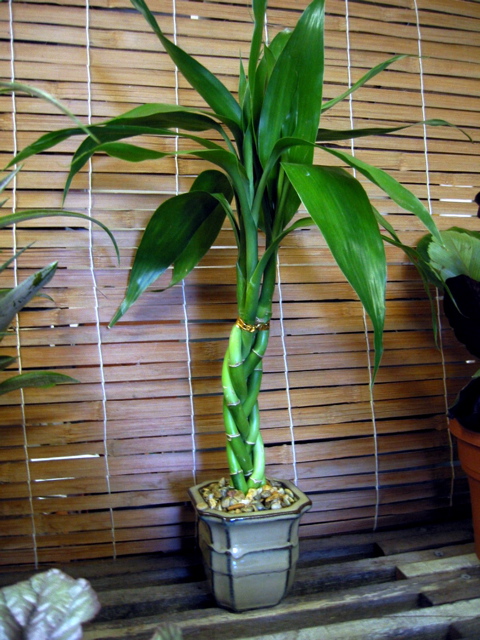 Dracaena "Lucky Bamboo"