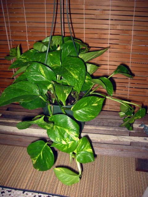 Epipremnum aureum (Golden pothos)