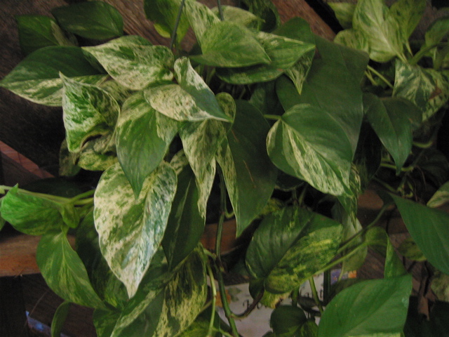 Epipremnum Marble Queen