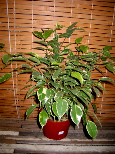 Ficus benjamina varieg.