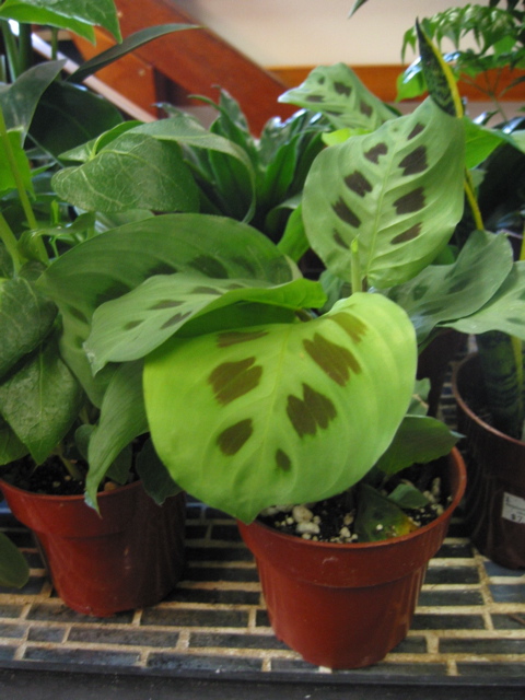 Maranta (Prayer plant)