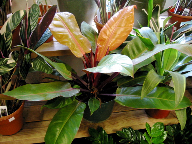 Philodendron Congo Rojo