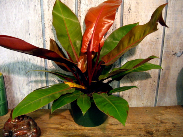 Philodendron Congo Rojo