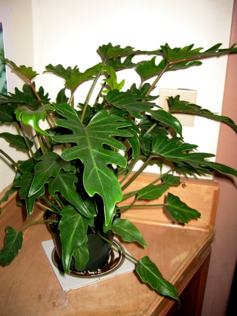 Philodendron Xanadu