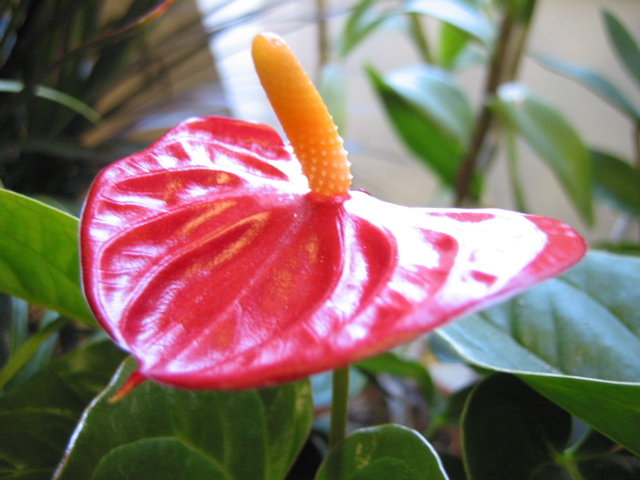 Anthurium flower