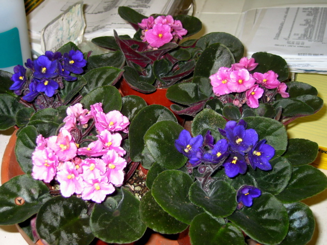 Saintpaulia (African Violet)