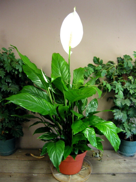 Spathiphyllum (Peace lily)