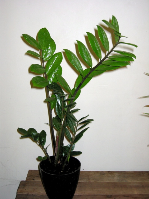 Zamioculcas zamiifolia (ZZ plant)