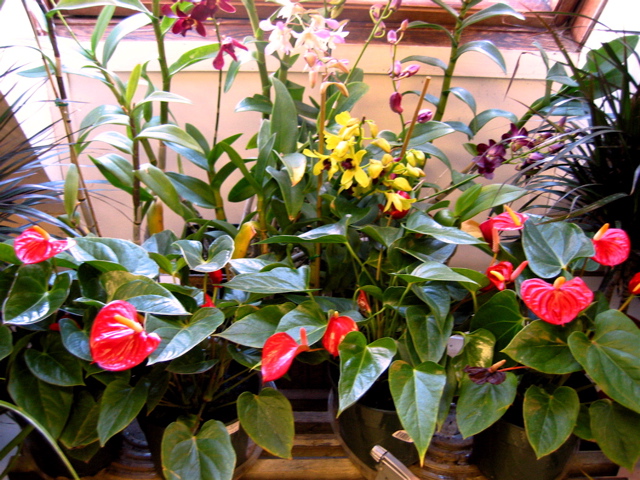 Anthuriums & orchids