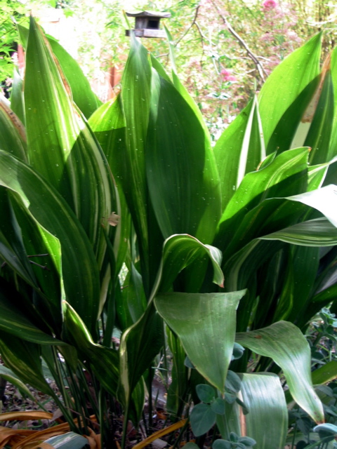 Aspidistra, variegated (Cast iron plant)