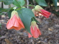 Abutilon, orange (Flowering maple)