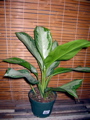 Aglaonema (Chinese evergreen)