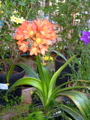 Clivia minata