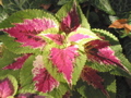 Coleus