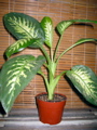 Dieffenbachia (Dumb cane)