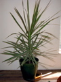 Dracaena