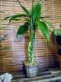 Dracaena "Lucky Bamboo"