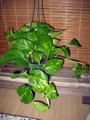 Epipremnum aureum (Golden pothos)