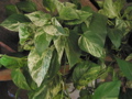 Epipremnum Marble Queen