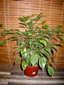 Ficus benjamina varieg.