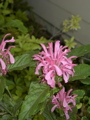 Justicea carnea