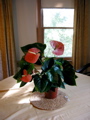 Anthurium