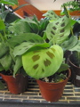 Maranta (Prayer plant)