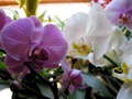 Orchids