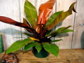 Philodendron Congo Rojo