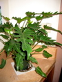 Philodendron Xanadu