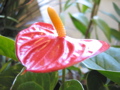 Anthurium flower