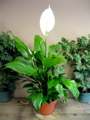 Spathiphyllum (Peace lily)