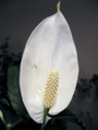 Spathiphyllum flower