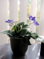 Streptocarpus