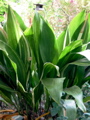 Aspidistra, variegated (Cast iron plant)