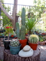 Cactus and succulents
