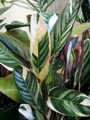 Calathea