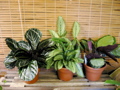 Calatheas