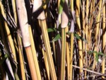 bamboo