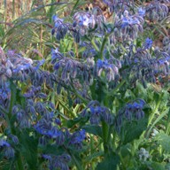 flower picture