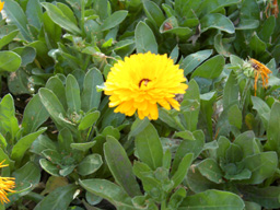 flower picture