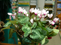 flower picture