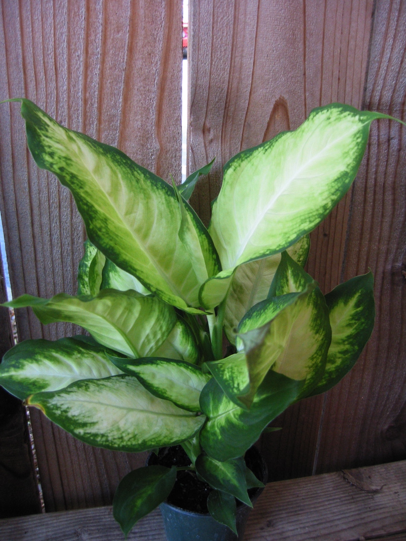 http://www.redwoodbarn.com/images/dieffenbachia.jpg