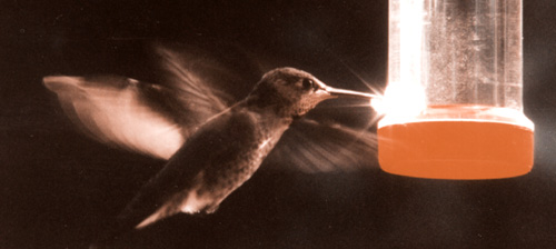 Annas Hummingbird at feeder